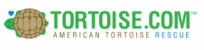 American Tortoise Rescue 