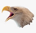 Eagles Eye Cleaning