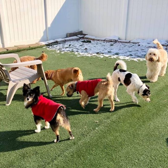 Cage Free Dog Day Care
