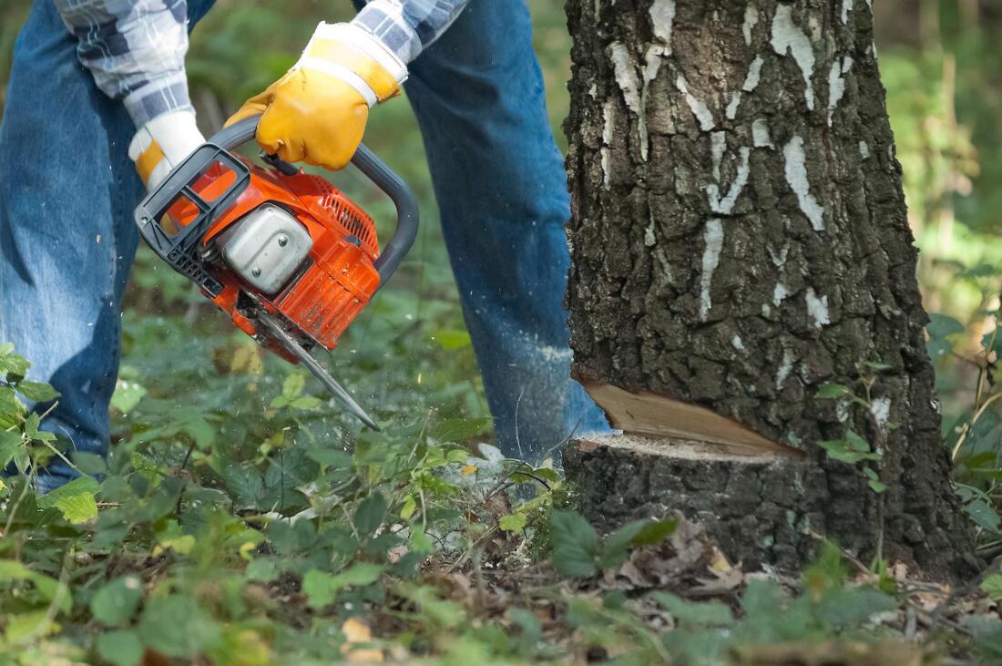 OC Tree Service Pros