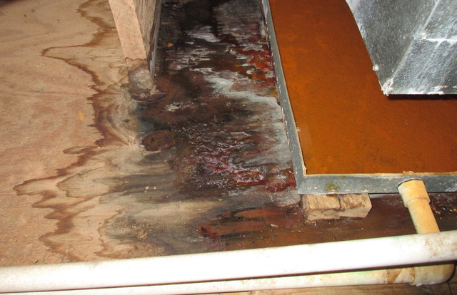 Water Damage Experts of Fort Lauderdale