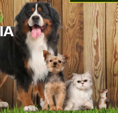 Pet Supplies Online