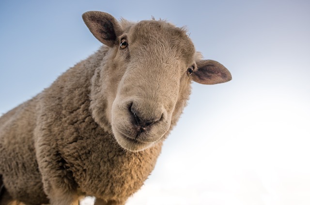 Sheep Sheep Compatibility