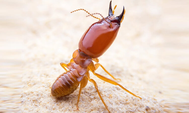 Termite Inspection Hobart