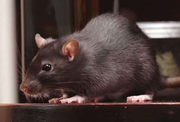 247 Rodent Control Melbourne