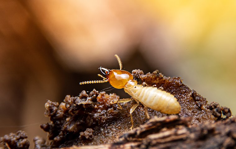 247 Termite Inspection Brisbane