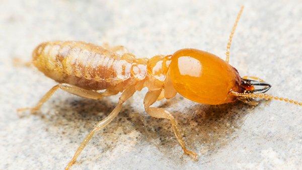 247 Termite Inspection Sydney