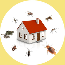 CBD Pest Control Melbourne