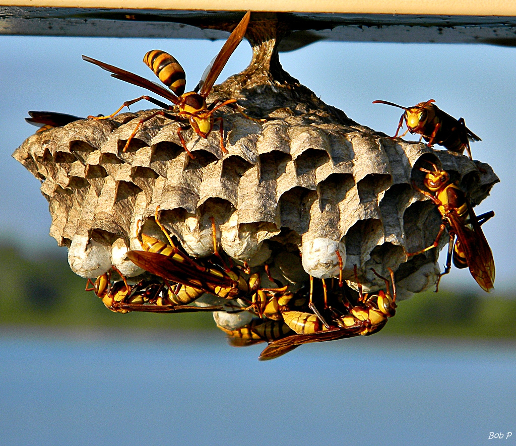 Wasp Removal Adelaide