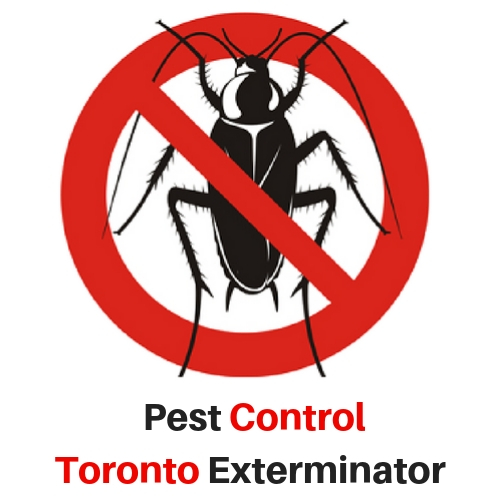 Pest Control Toronto Exterminator