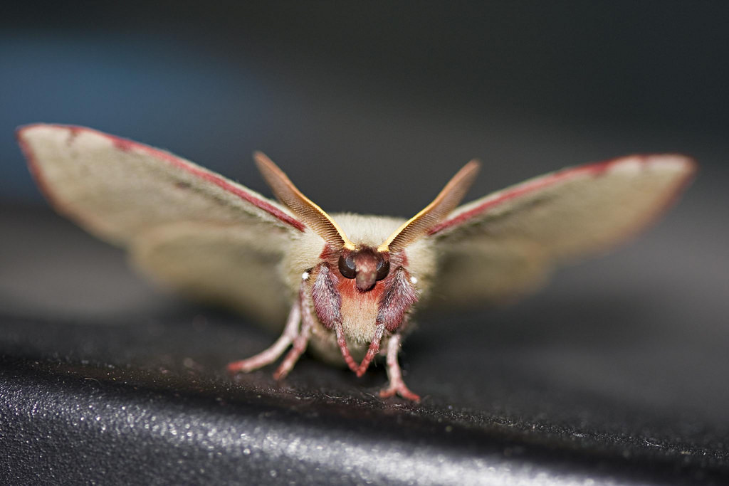 Moth Control Adelaide