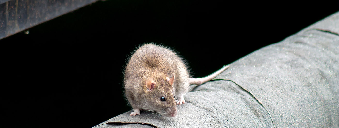 Rodent Control Adelaide