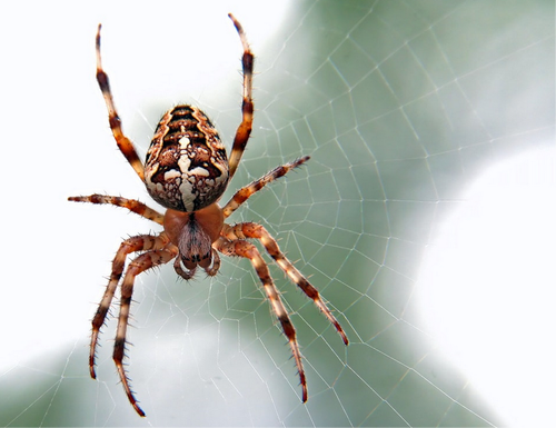 Spider Control Adelaide