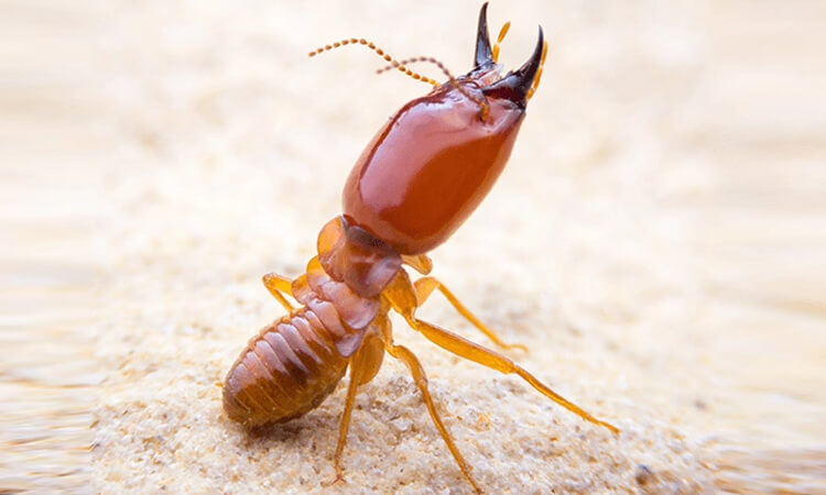 Adelaide Termite Control