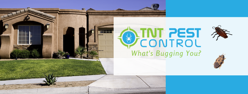TNT Pest Control Services