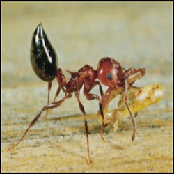 Pest Control of Virginia Beach