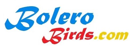 Bolero Birds