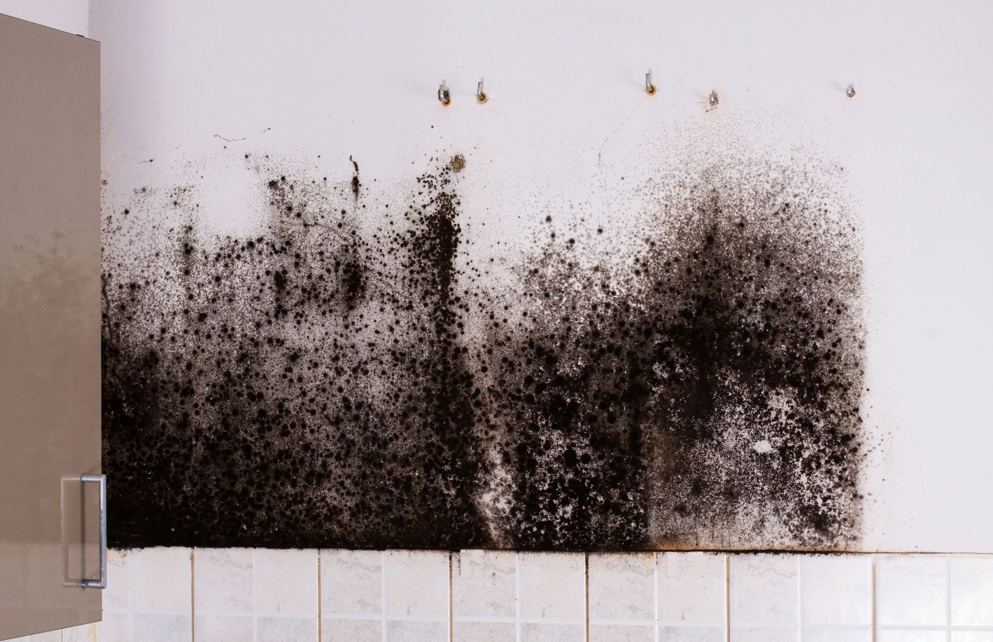 Mold Experts of Star City