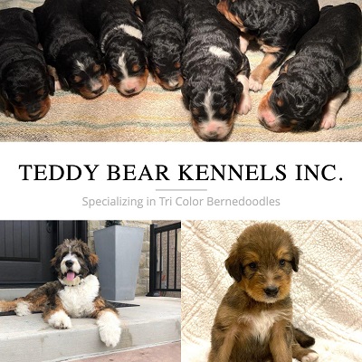Teddy Bear Kennels