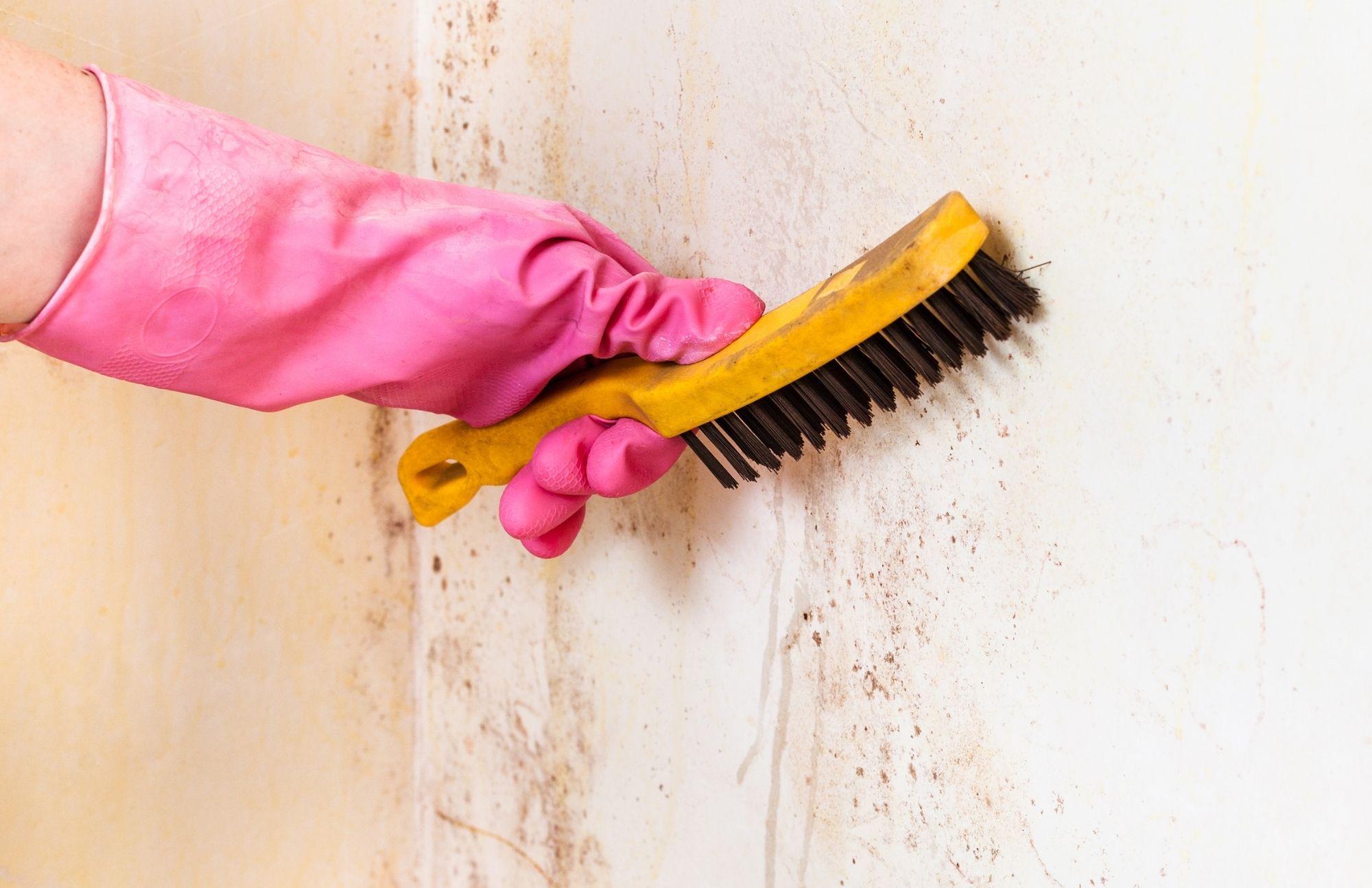 Mold Experts of Queen City