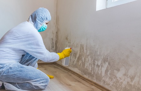 Louisville Mold Removal