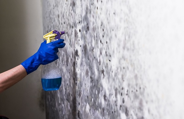 Mold Removal & Remediation Experts of Washington IL