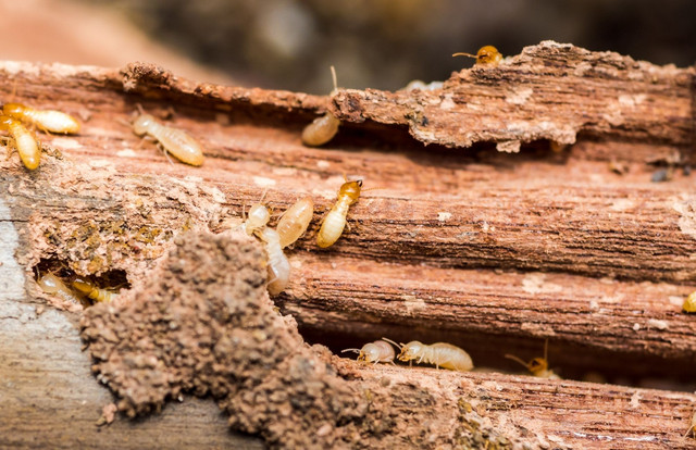 Beaver Lake Pest Control