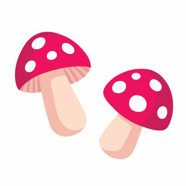 Psilocybin Mushrooms