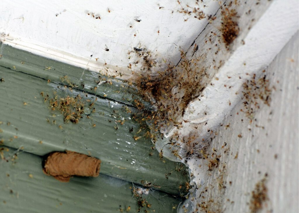 Washington Furnace Pest Control Solutions
