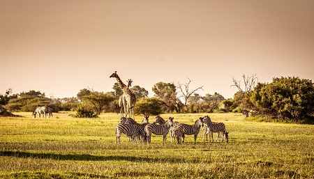 Hippie Haven Wildlife Solutions