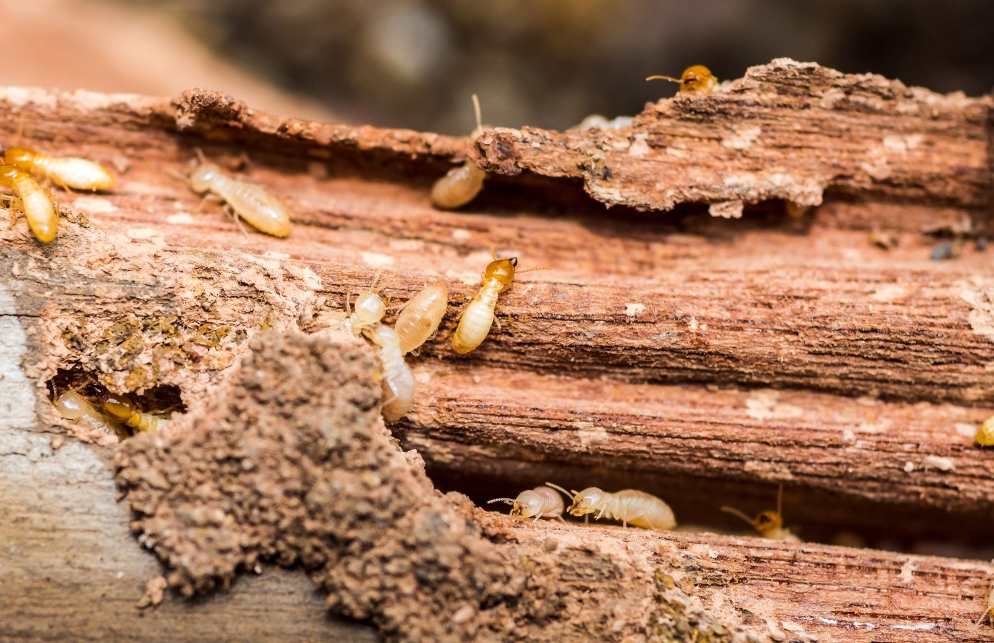 Wisco Termite Removal Experts