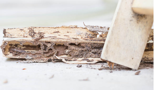 Quiet Resorts Termite Removal Experts