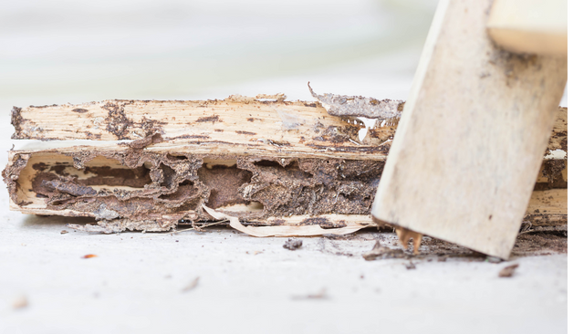 Valley Isle Termite Removal Experts