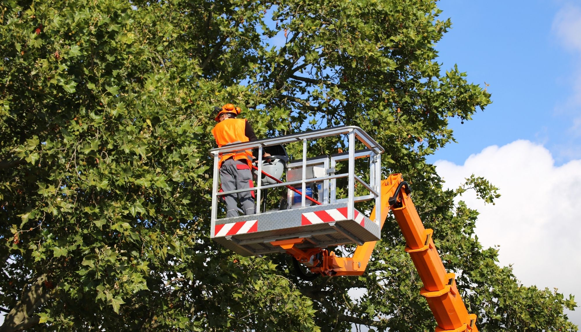 Everglades County Tree Services