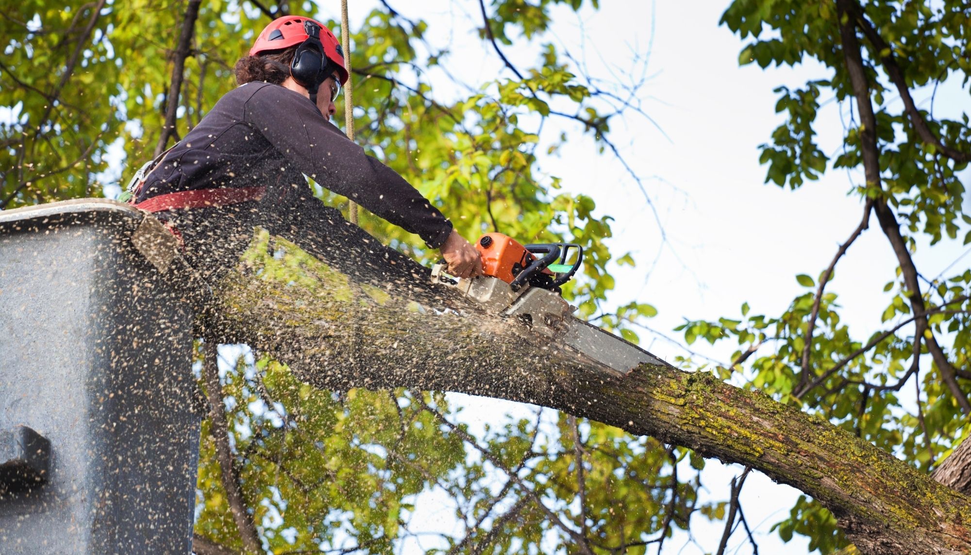 Capital of Dreams Tree Service