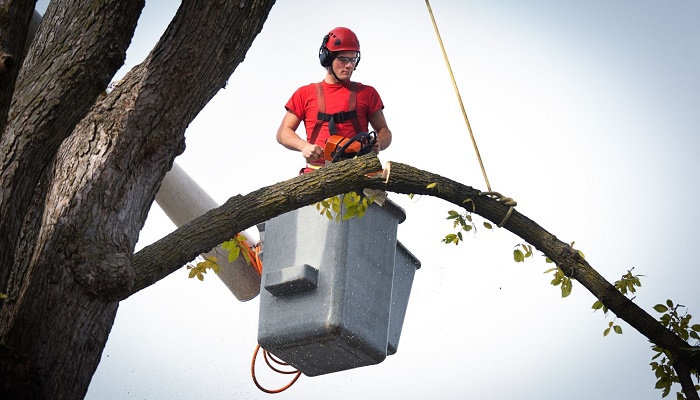 Contract City Tree Service