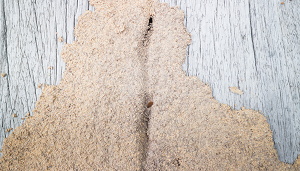 Bluff City Termite Removal Experts