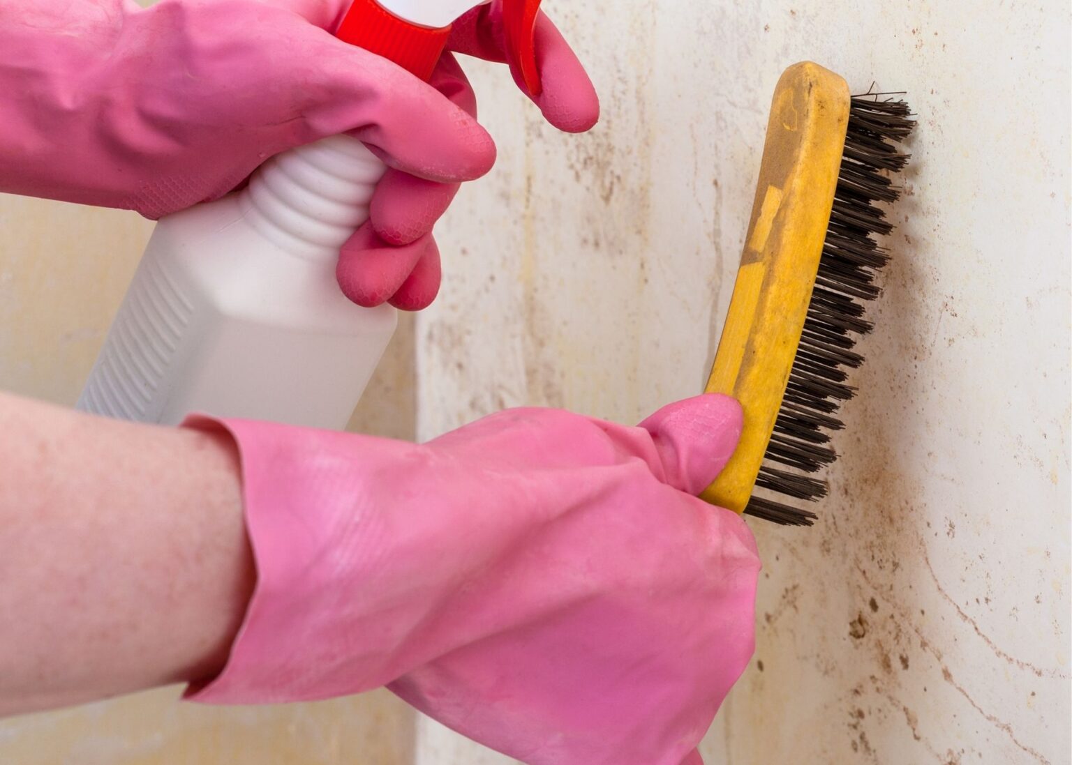 Mold Experts of York