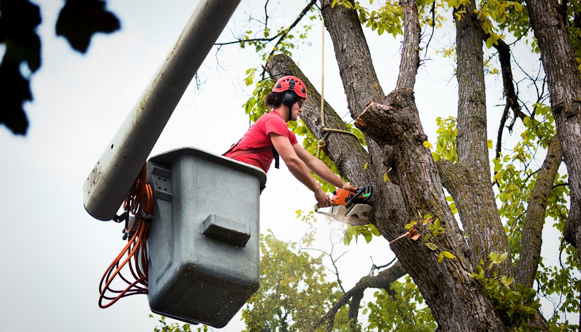 Millennium Tree Service Co