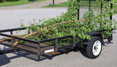 Celery Capital of the World Tree Removal