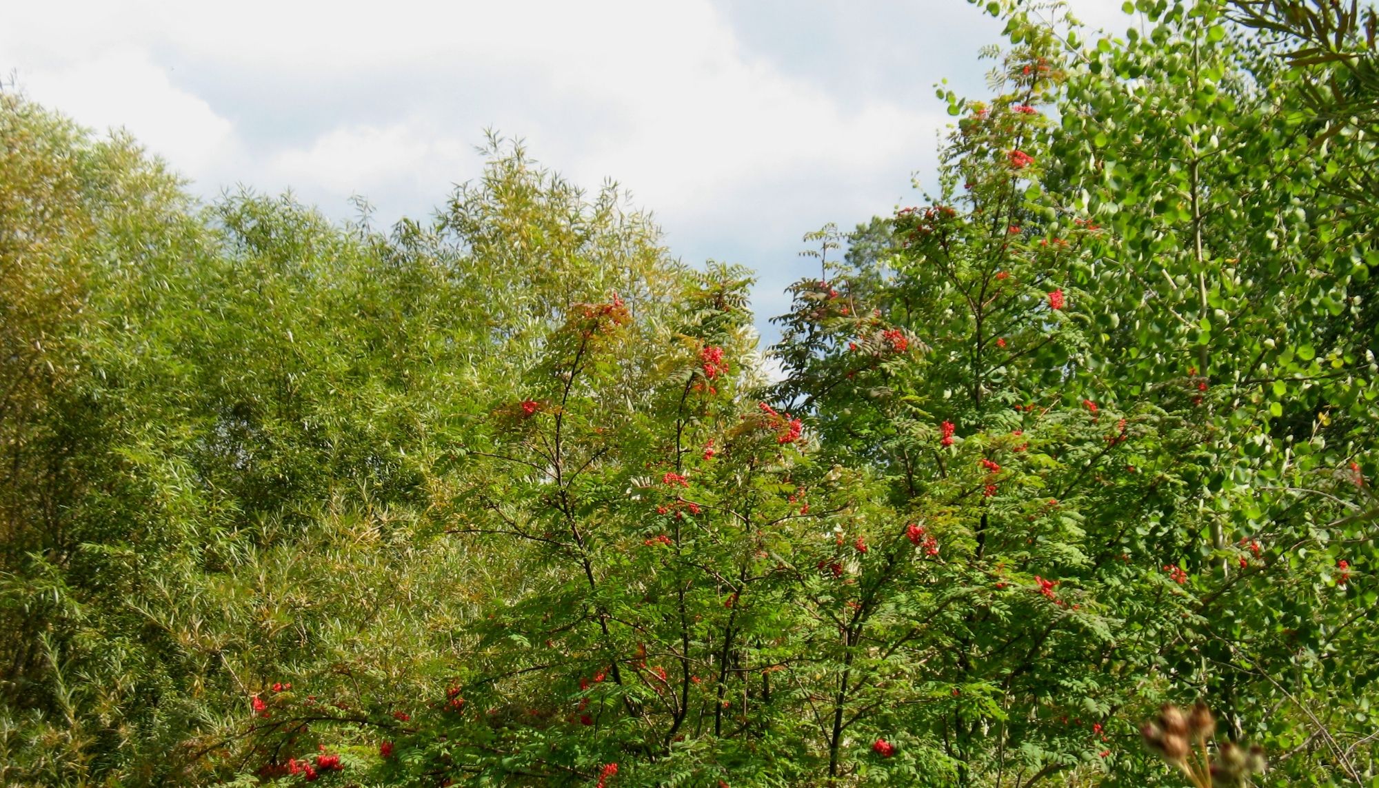 Star City Tree Service