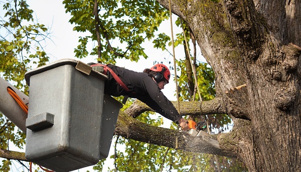 Town Green Tree Service