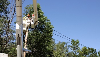 Big Strawberry Tree Service