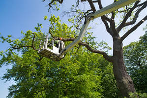 Brandon tree service