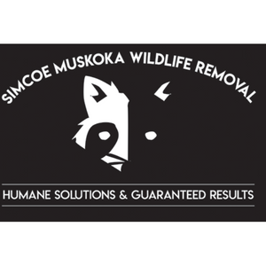 Simcoe Muskoka Wildlife Removal