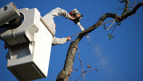 Strong Island Tree Service