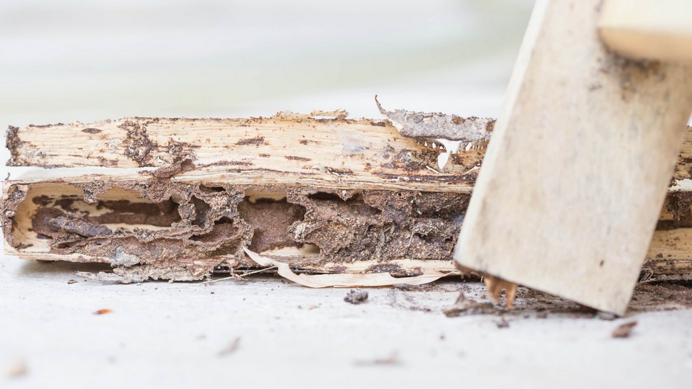 Cary Termite Removal Experts