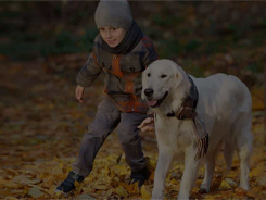 If You Own a Dog in Dover, This Free Online Dog Training Workshop is For You