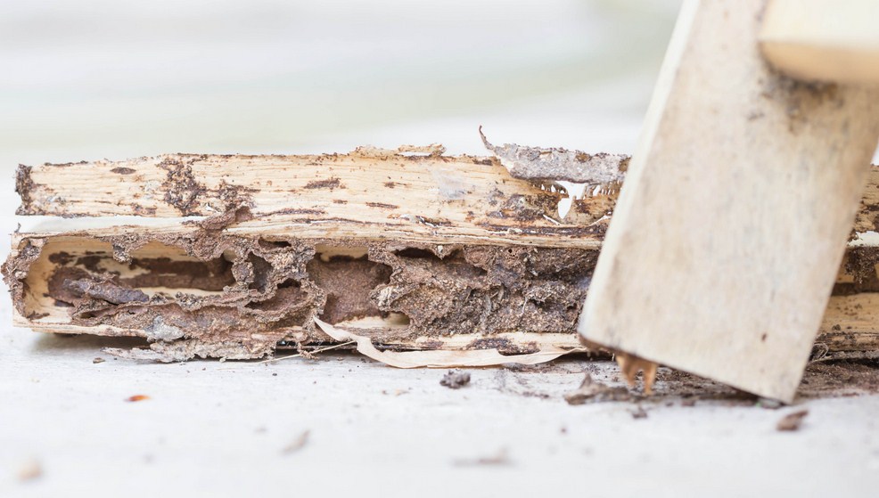 Peach State Termite Removal Experts