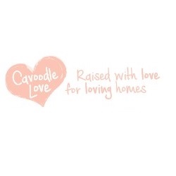 Cavoodle Love